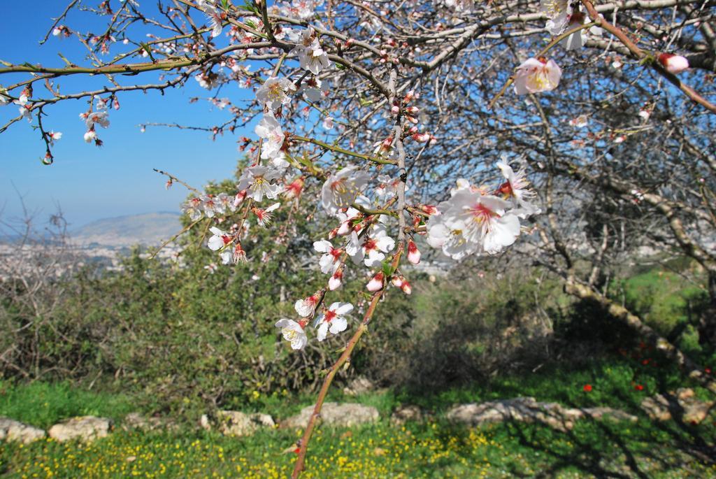 Back To Nature Camping & Huts Hotel Mikhmannim Exterior foto